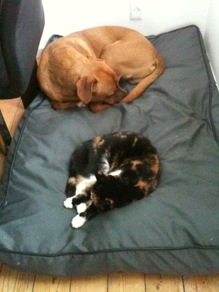 Blanding af racer Musling - Bailey og Musling sover på Baileys pude <3 billede 1