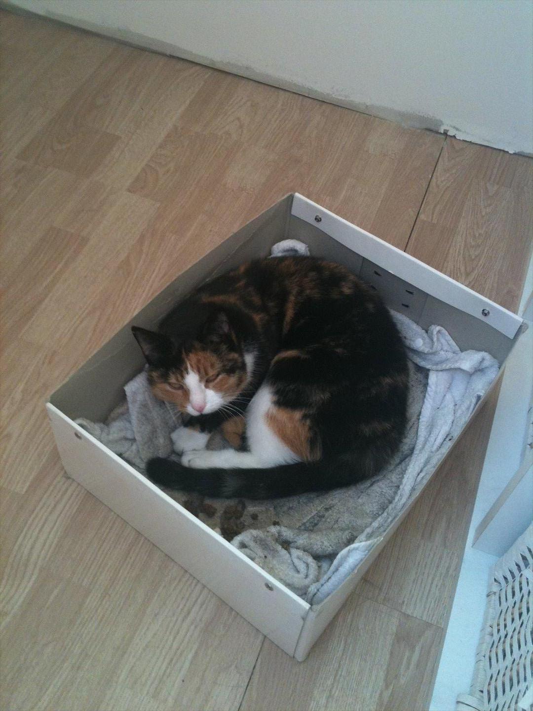 Blanding af racer Musling billede 4