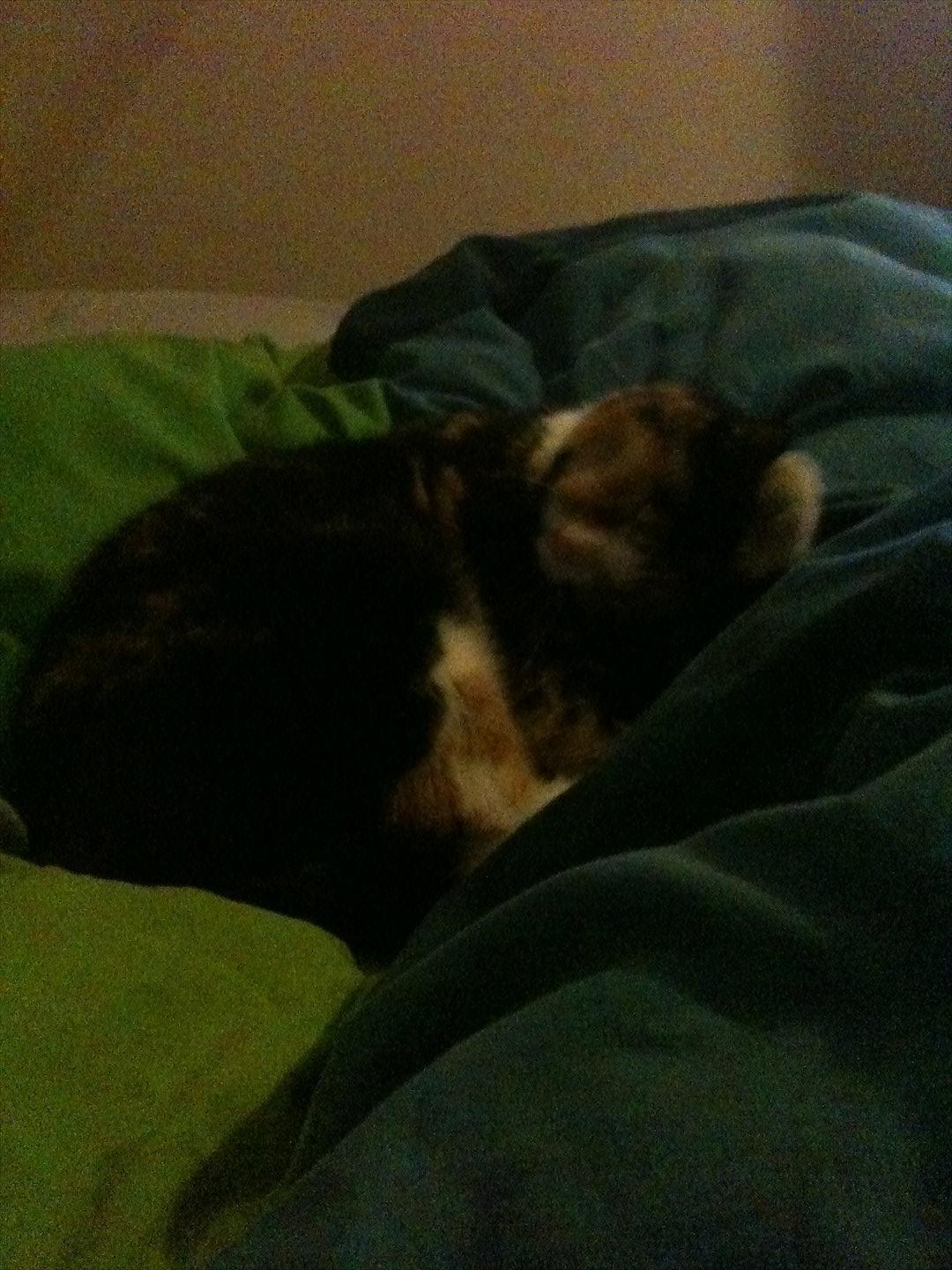 Blanding af racer Musling billede 15