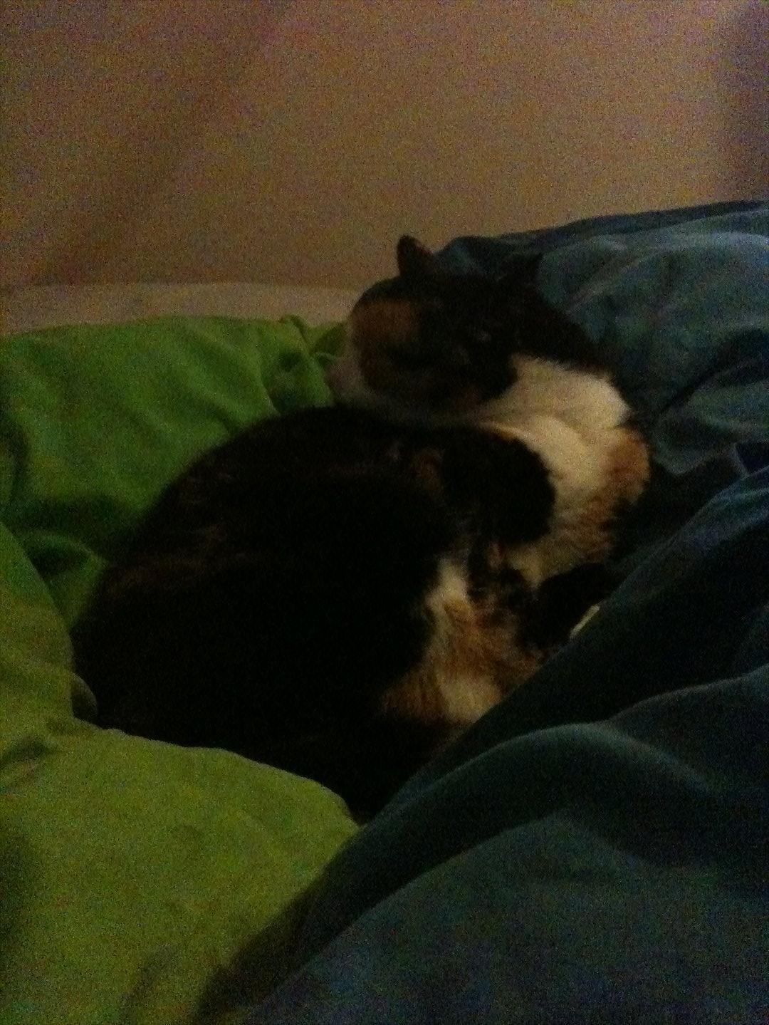 Blanding af racer Musling billede 16