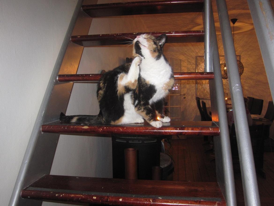 Blanding af racer Musling billede 2