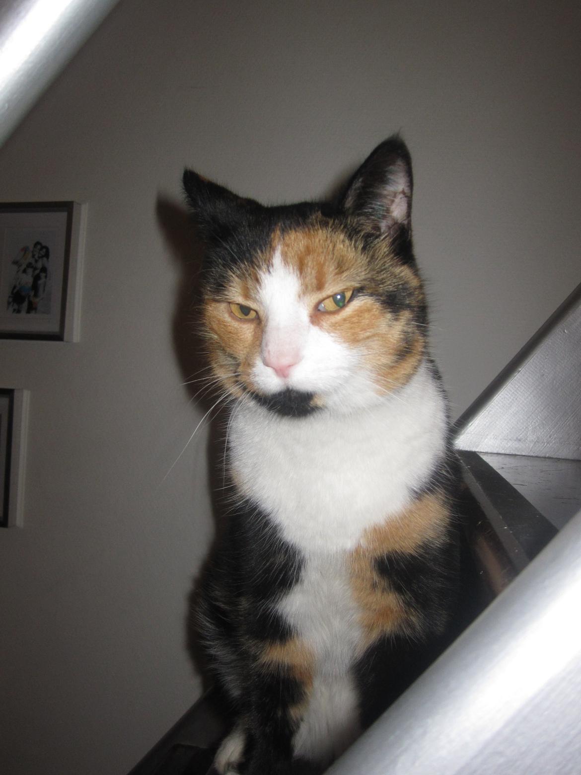 Blanding af racer Musling billede 12