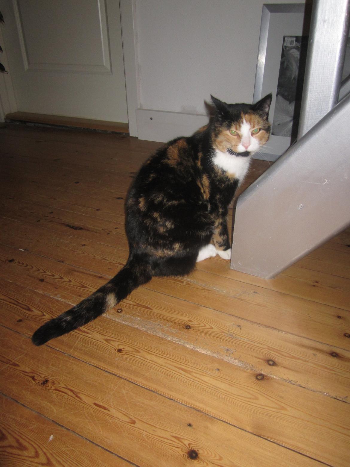 Blanding af racer Musling billede 17