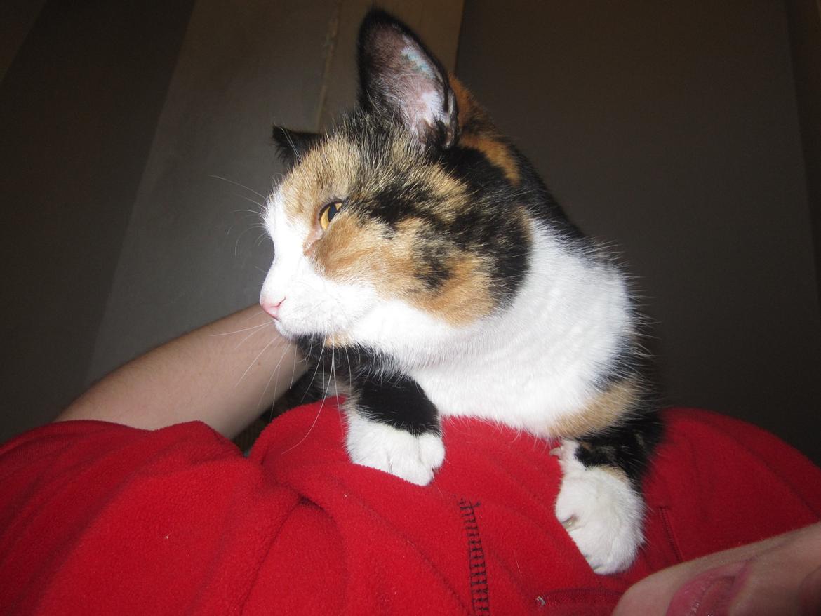 Blanding af racer Musling billede 18