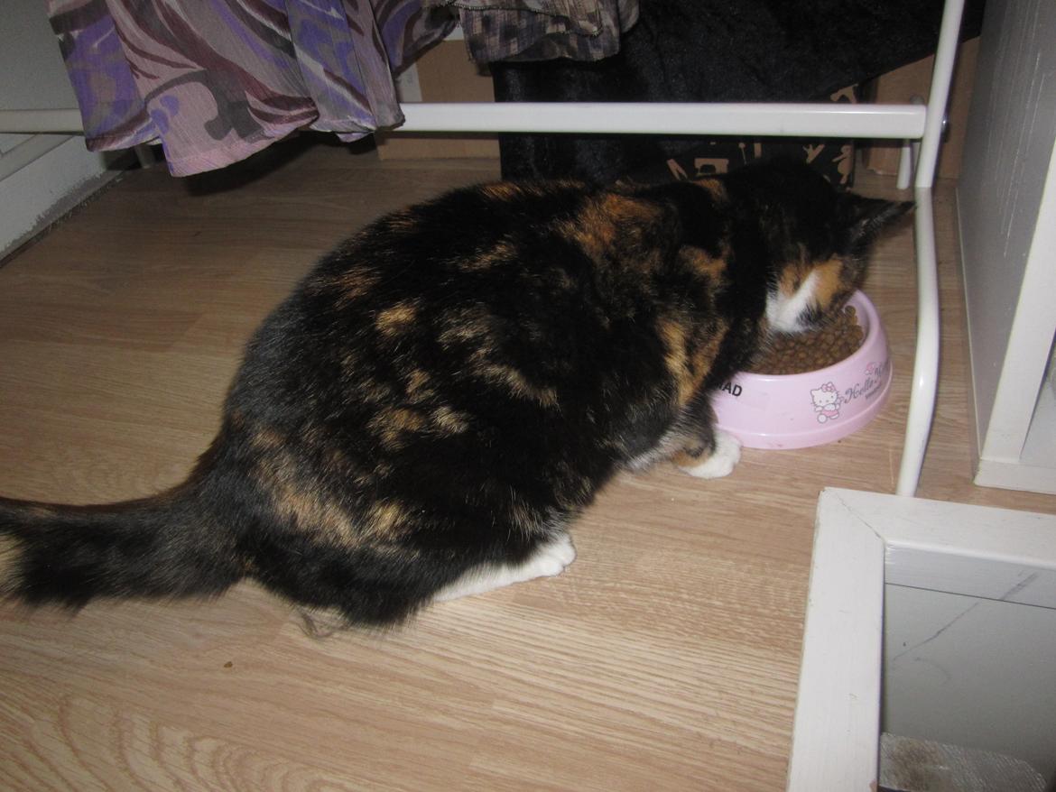 Blanding af racer Musling billede 19