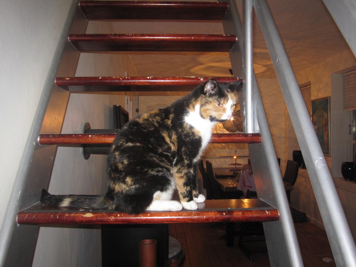 Blanding af racer Musling billede 20