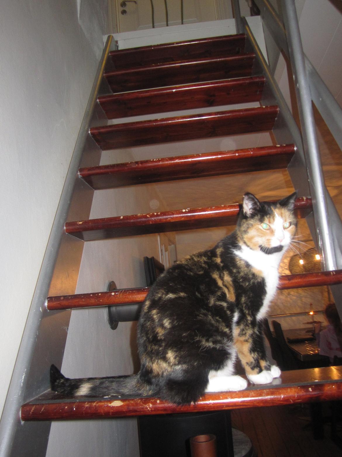 Blanding af racer Musling billede 5