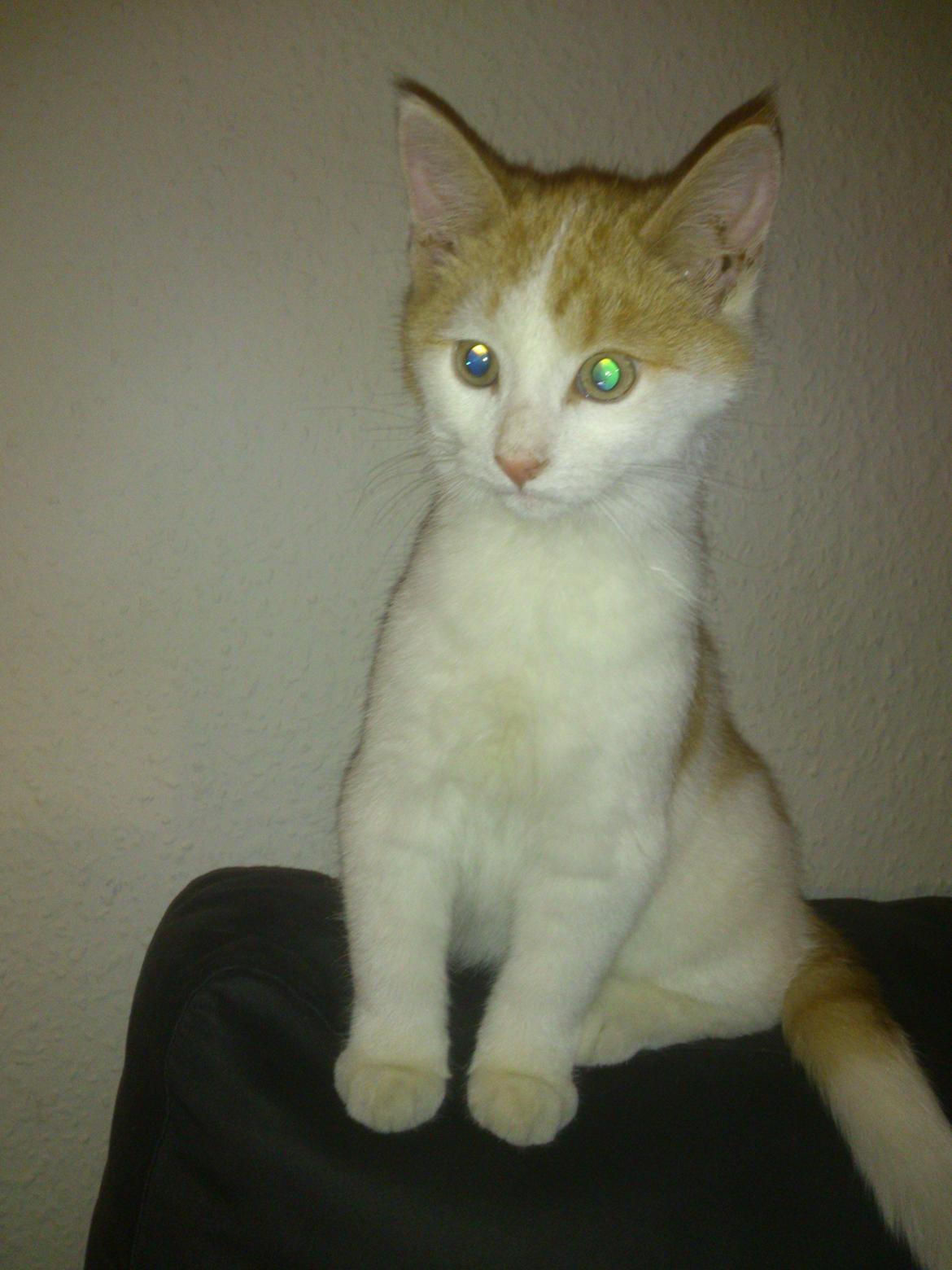 Blanding af racer Nunu billede 1