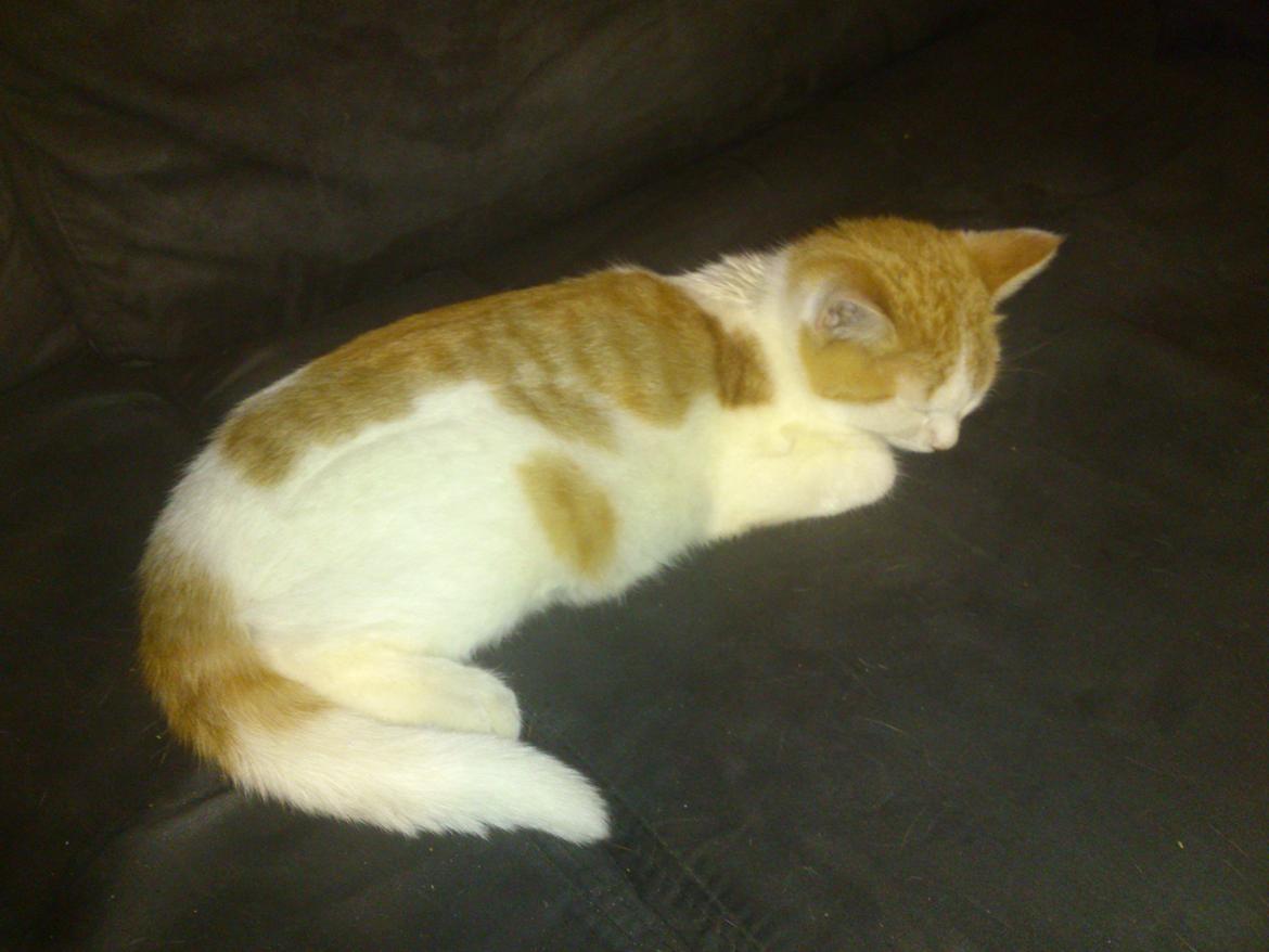 Blanding af racer Nunu billede 2