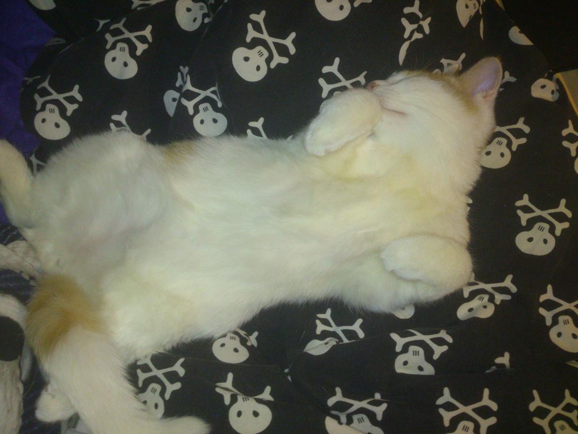 Blanding af racer Nunu billede 3