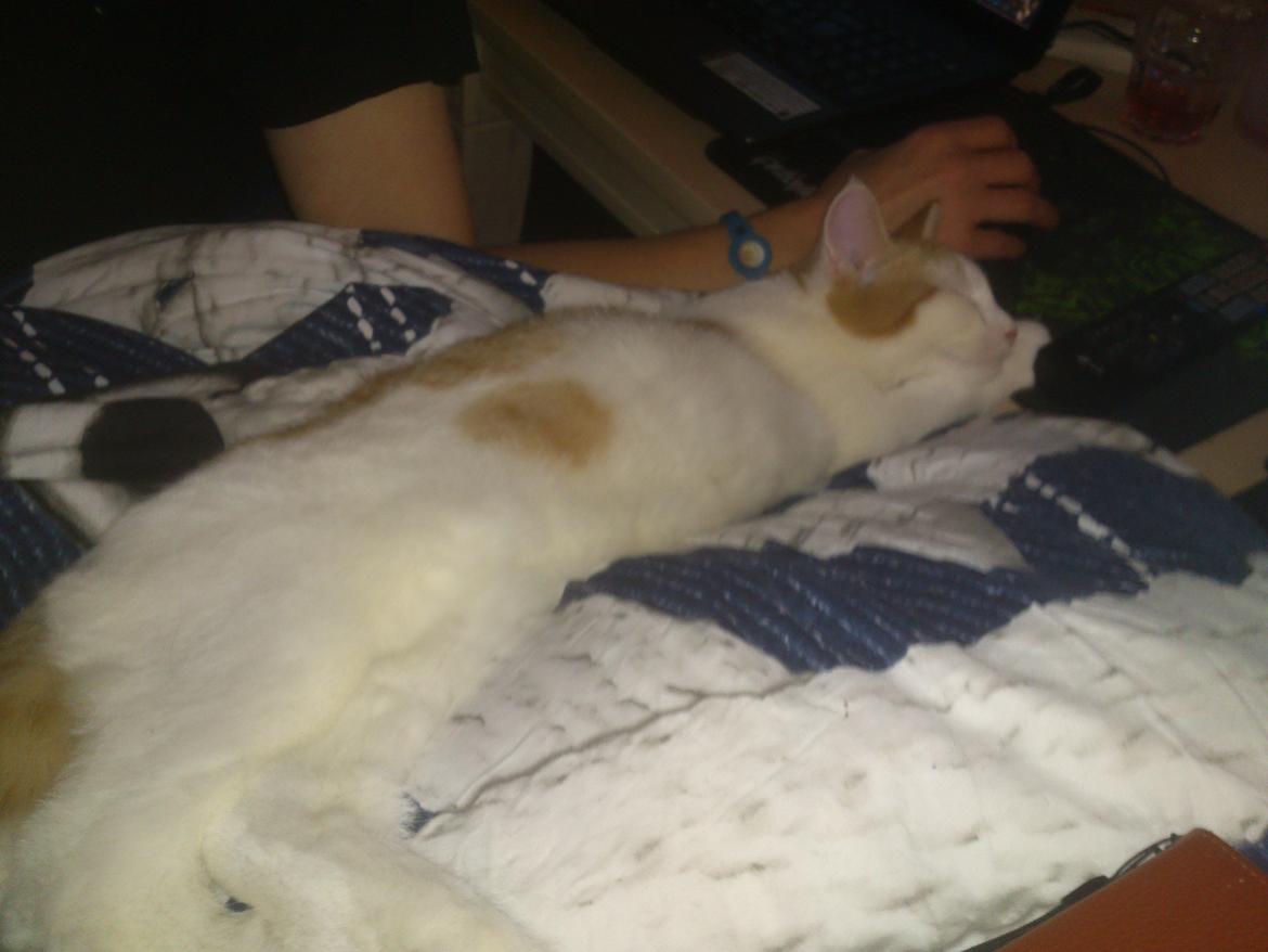 Blanding af racer Nunu billede 4