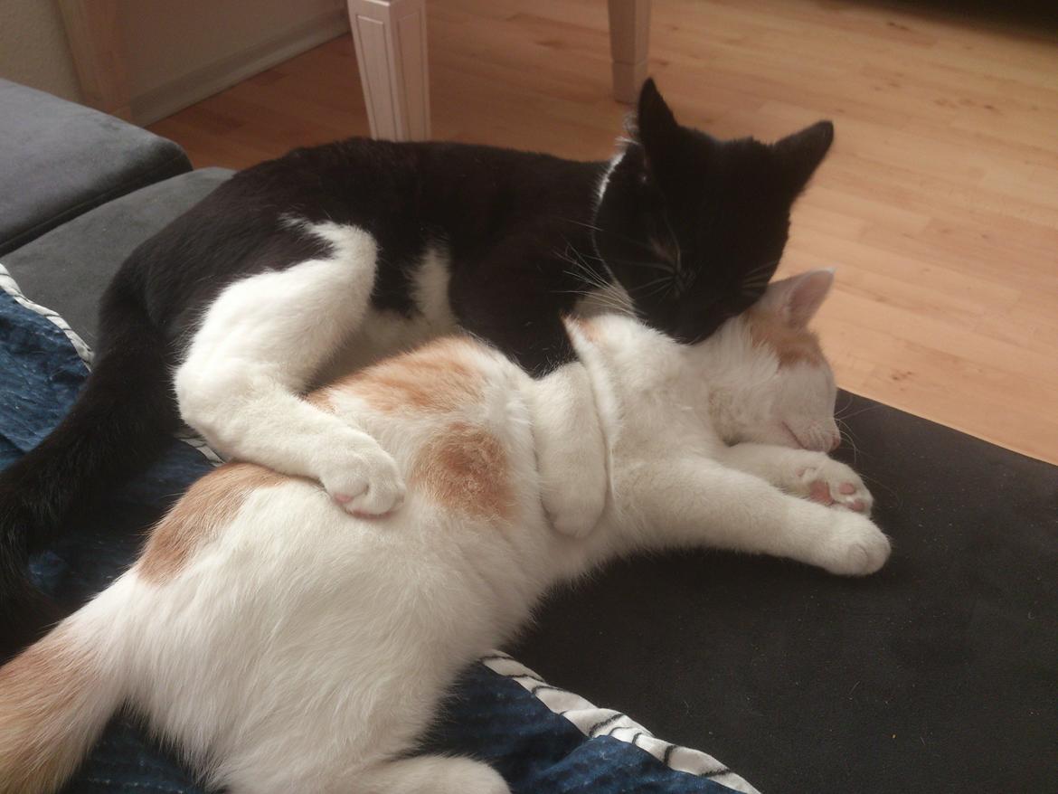 Blanding af racer Nunu billede 5