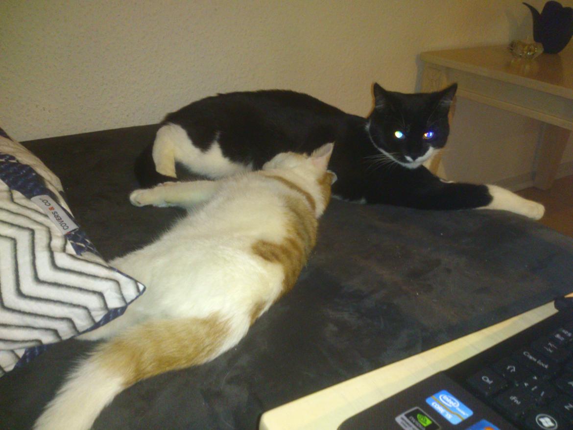 Blanding af racer Nunu billede 6