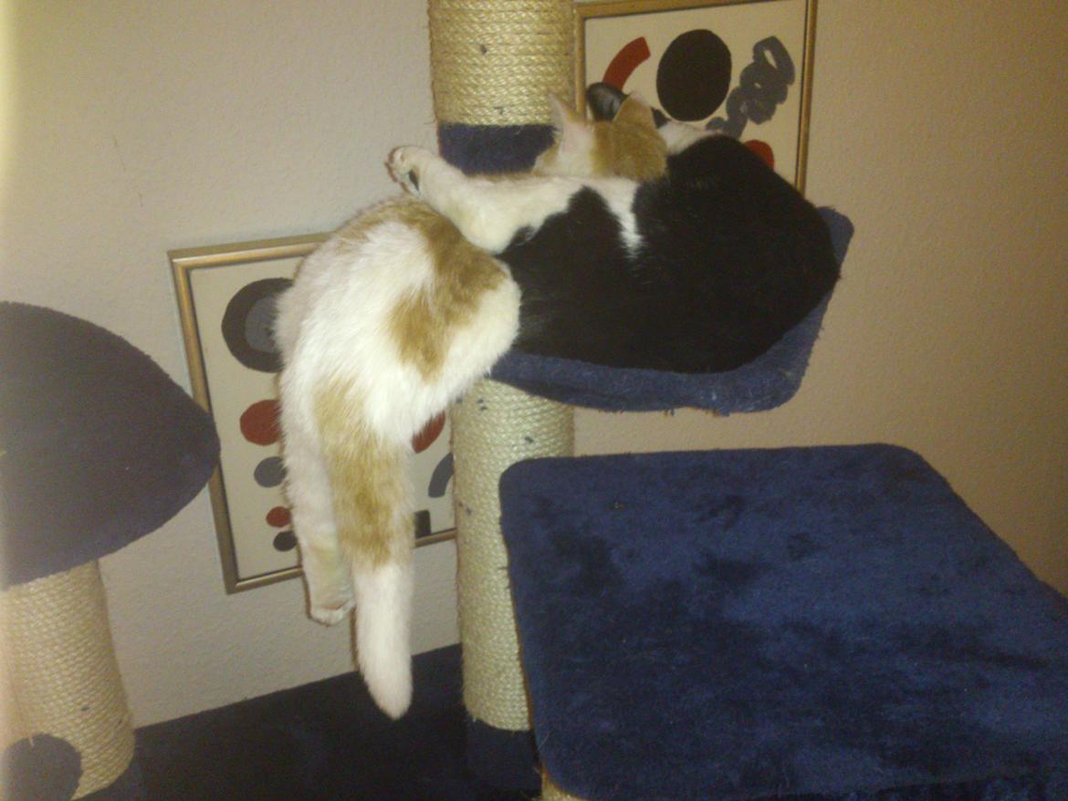 Blanding af racer Nunu billede 8