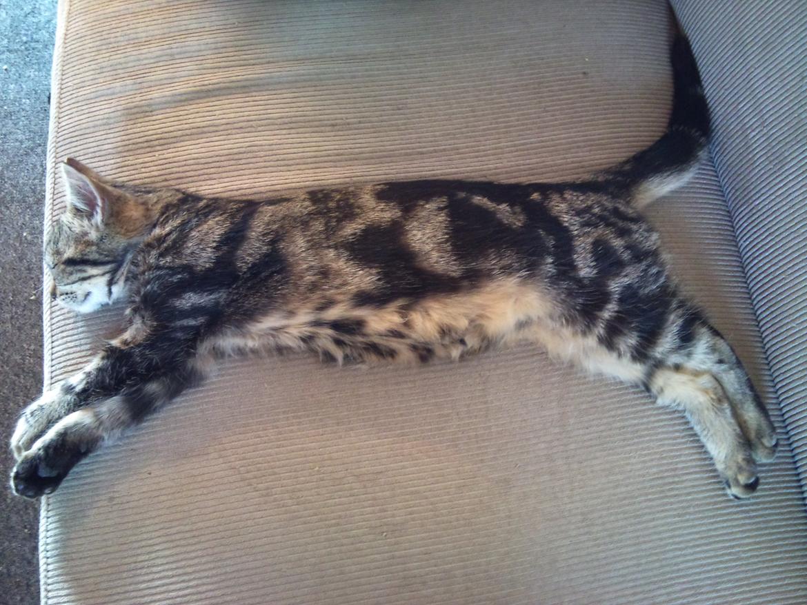 Huskat Bette (Himmelkat) - Det første billede, en time efter vi havde hentet ham *S*  billede 15