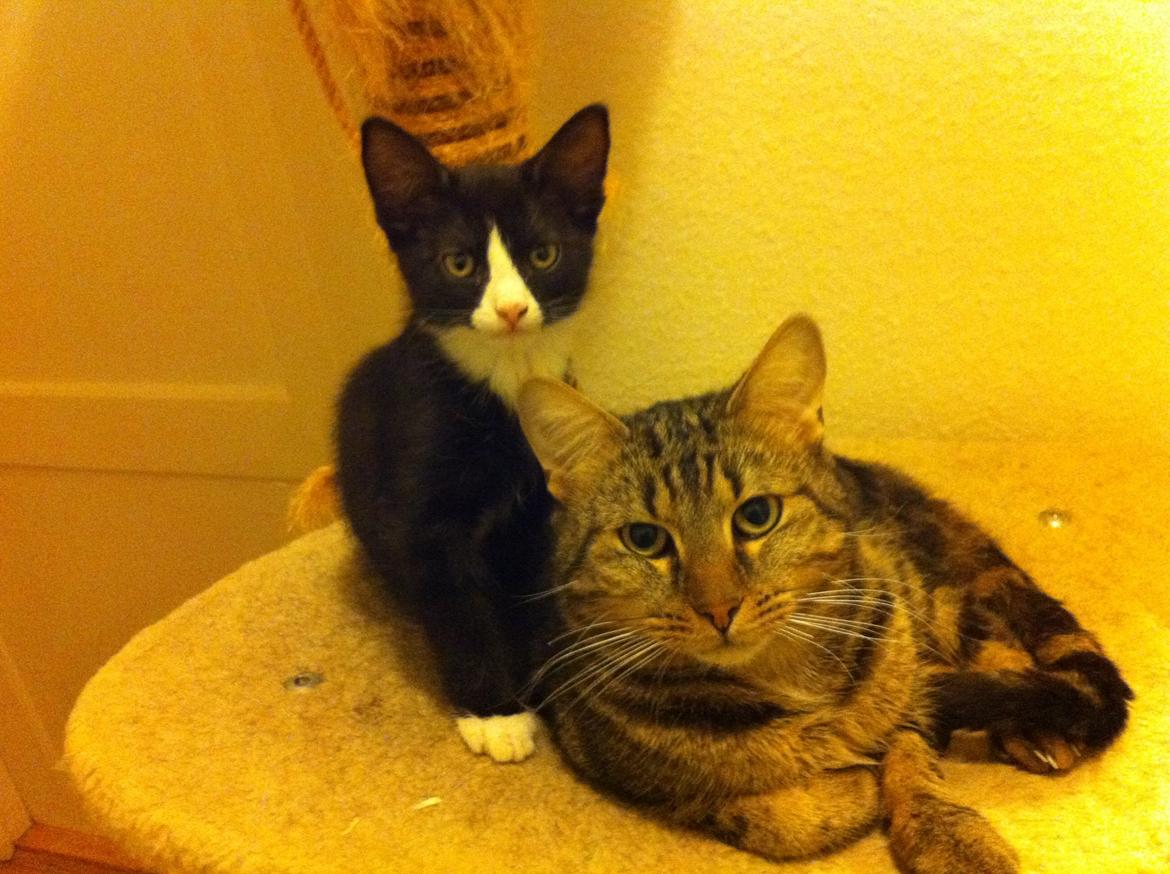 Blanding af racer Tigaro(solgt) hedder Simba nu. - Tigaro omkring 12 uger, med sin far. billede 11