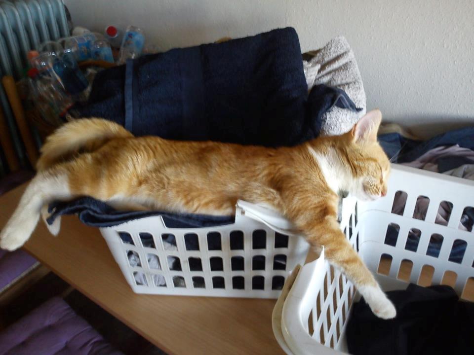 Huskat Annie billede 2