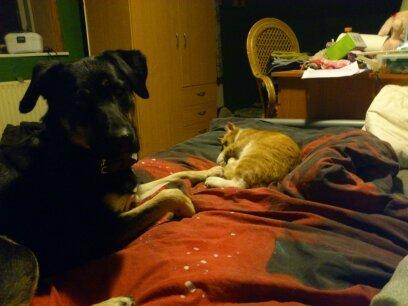 Huskat Annie billede 13