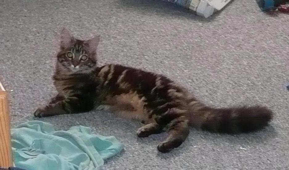 Maine Coon Daisy - Åh nej...vent lige et øjeblik, så jeg kan nå at nette mig. Nå, så pyt da. Ser jeg fin nok ud? billede 5