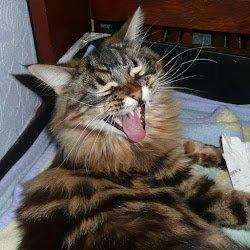 Maine Coon Daisy - Nej....hvor jeg keder mig...tror lige jeg tager mig en slapper! billede 1