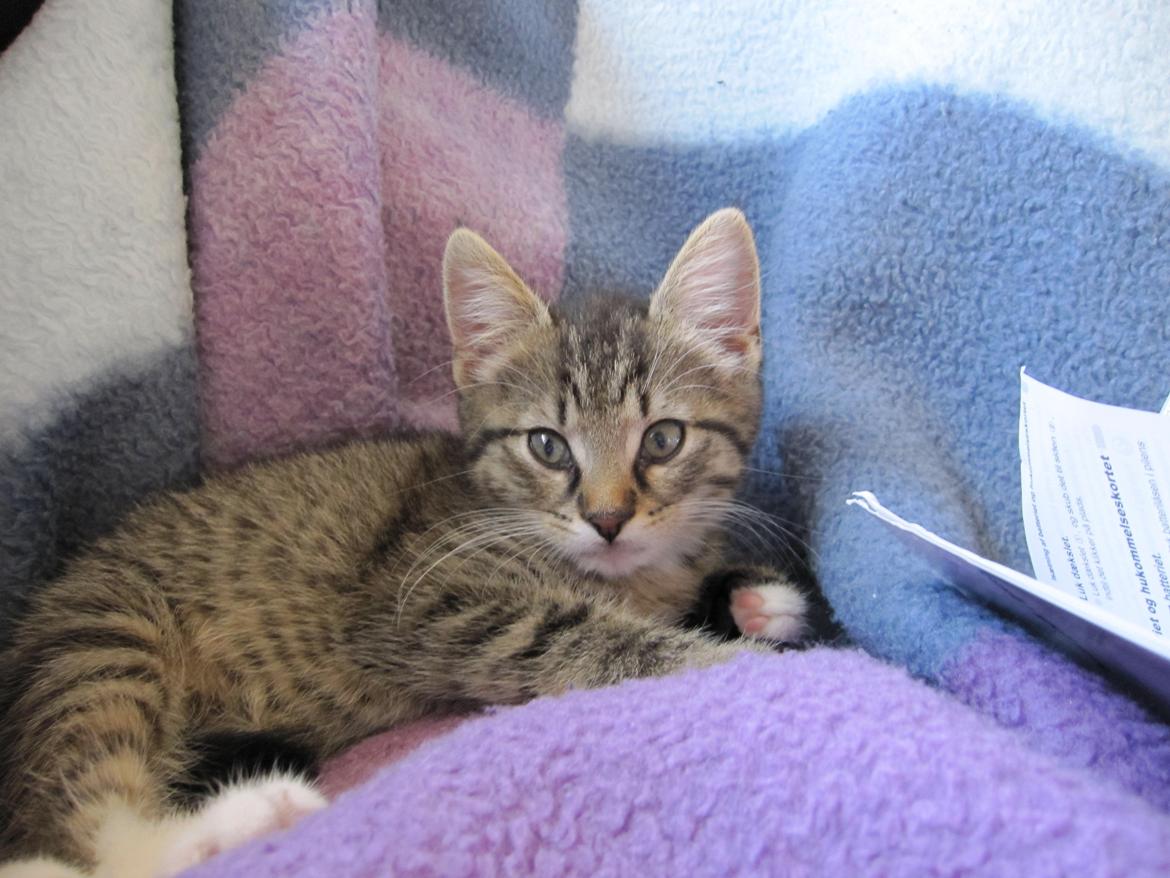 Blanding af racer Max billede 1