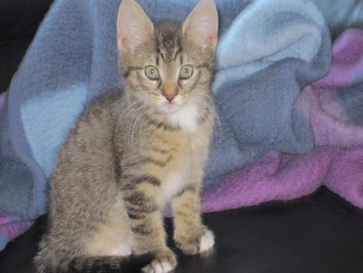 Blanding af racer Max billede 2