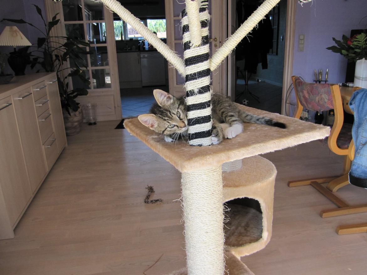 Blanding af racer Max billede 3