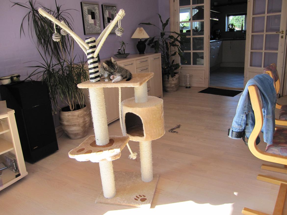 Blanding af racer Max billede 4