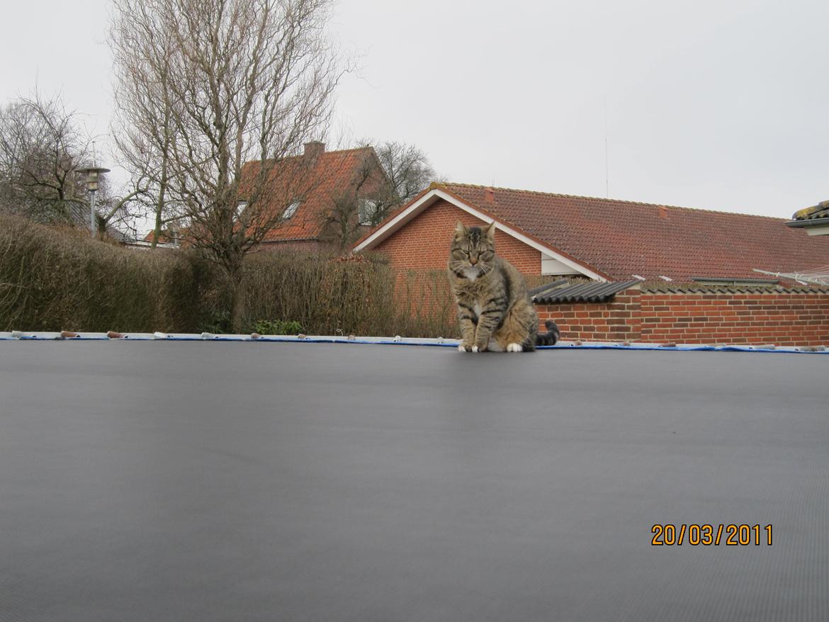 Blanding af racer Max billede 5