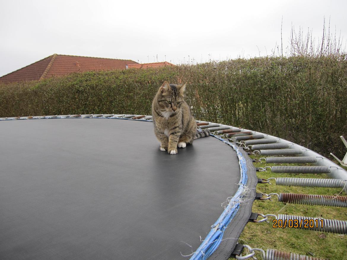 Blanding af racer Max billede 6