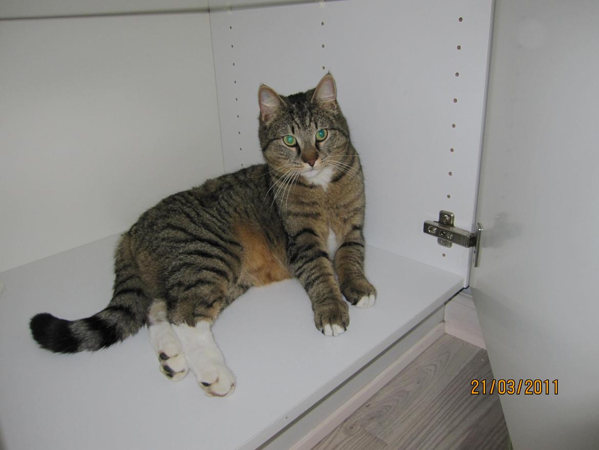 Blanding af racer Max billede 7