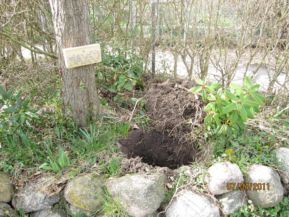 Blanding af racer Max - Max begravelse billede 8