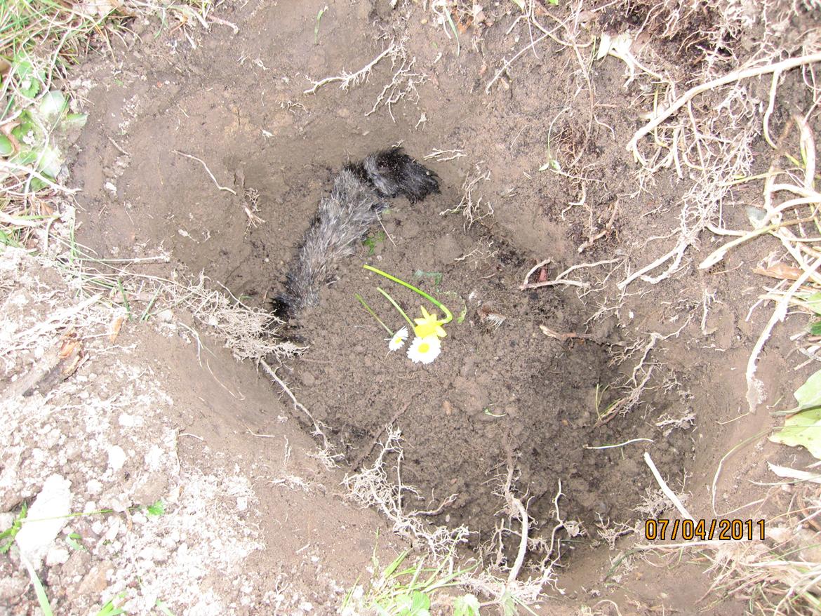 Blanding af racer Max - begravelse billede 10