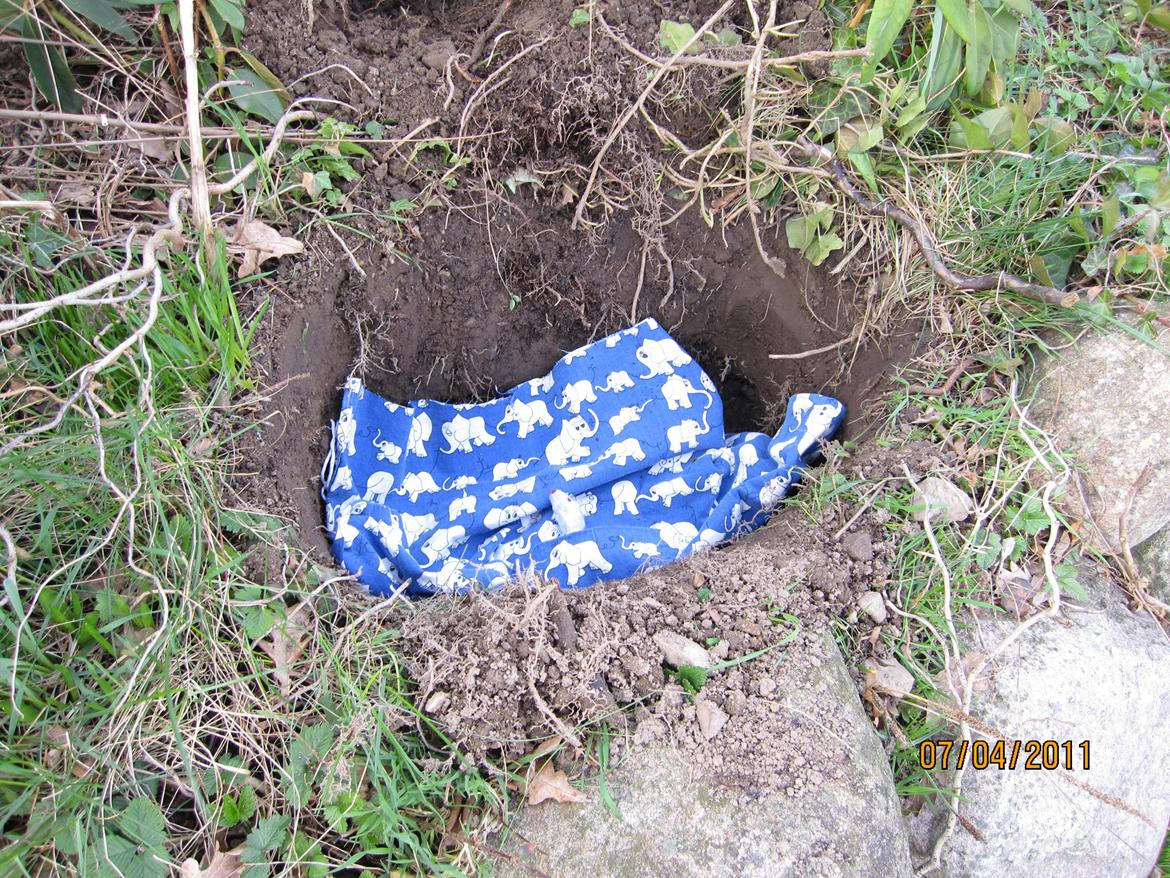 Blanding af racer Max - begravelse billede 11