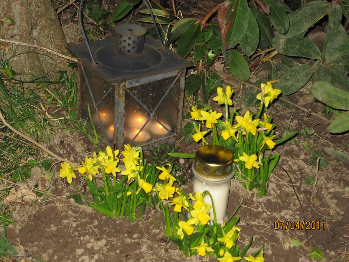 Blanding af racer Max - begravelse billede 13