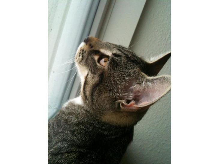 {{currentPhoto.altText}} billede {{currentPhoto.number}}