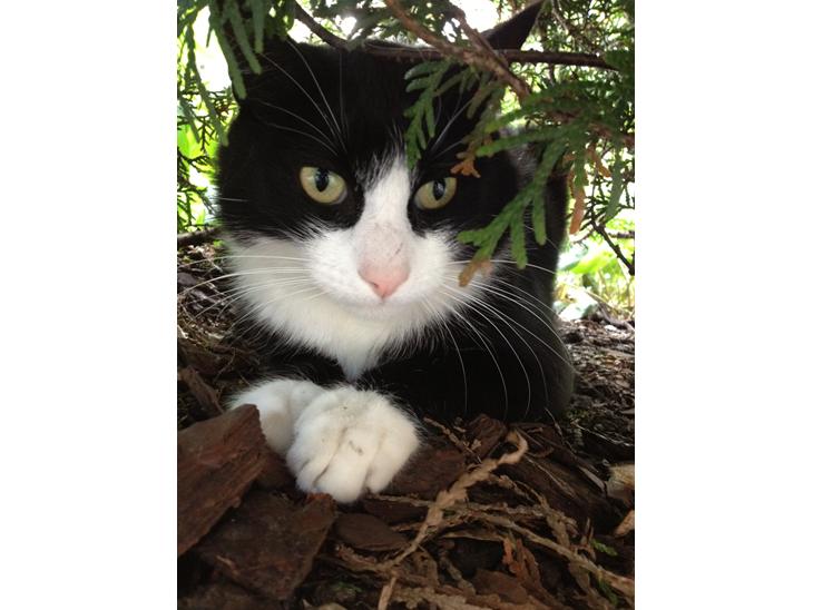 Huskat Tippi Von Søholm - Tippi <3
- min rigtige dejlige kat der gemmer sig <3 billede 1