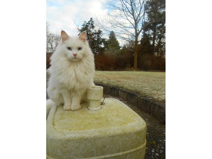 Maine Coon Tiggy billede 1
