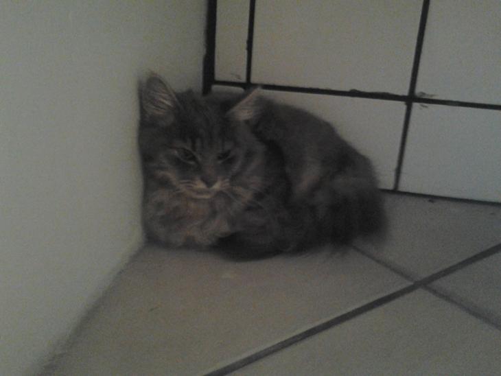 {{currentPhoto.altText}} billede {{currentPhoto.number}}