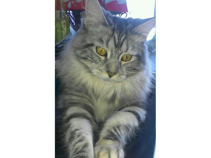 Maine Coon chili billede 1