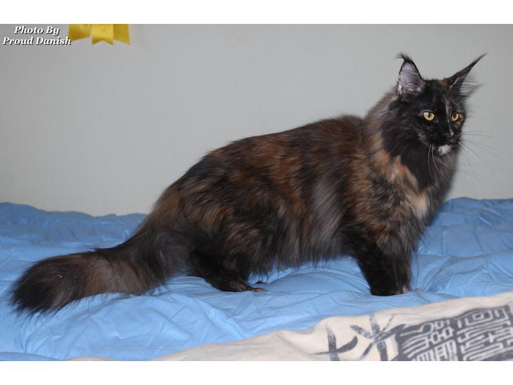 Maine Coon DK Sivkjærs Jawa billede 1