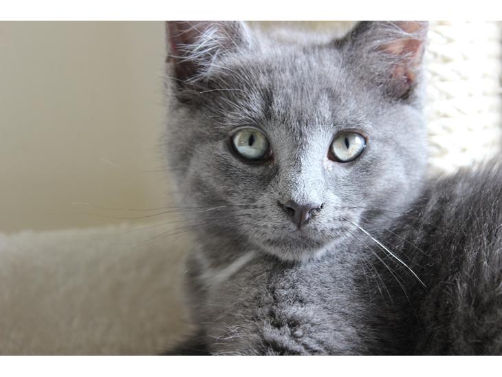 Blanding af racer Xilver - Et af de nyeste billder jeg har af min lille sølv pil <3 Jeg er så forelsket i hans sølv grønne øjne og hans smukke pels. Han er helt sikkert en meget unik kat.  billede 1