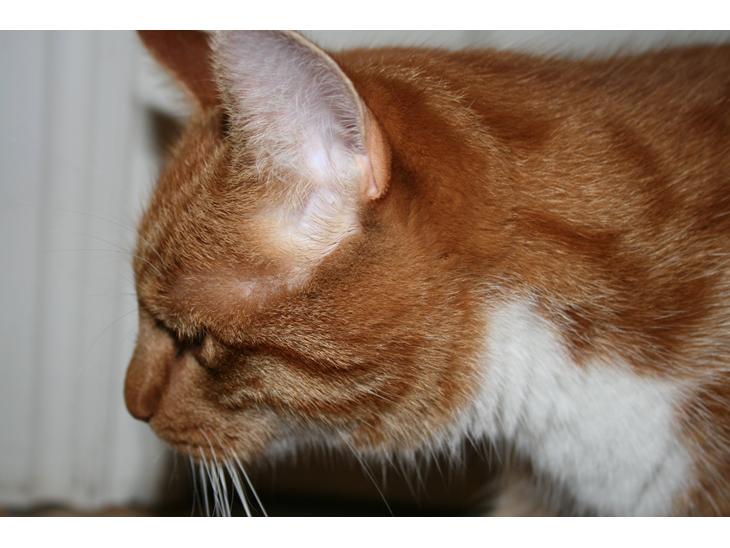 Huskat Alvin billede 1