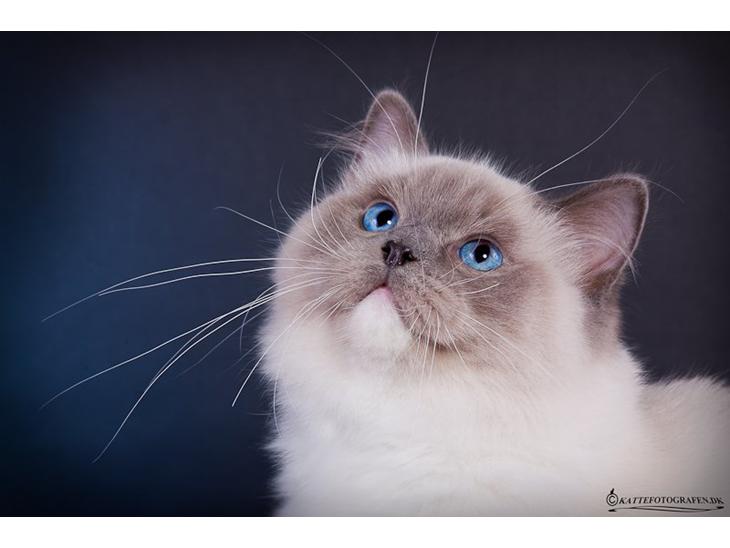 Ragdoll S* Gunbertus Echo JW billede 1