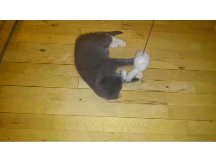 Huskat Simba billede 1