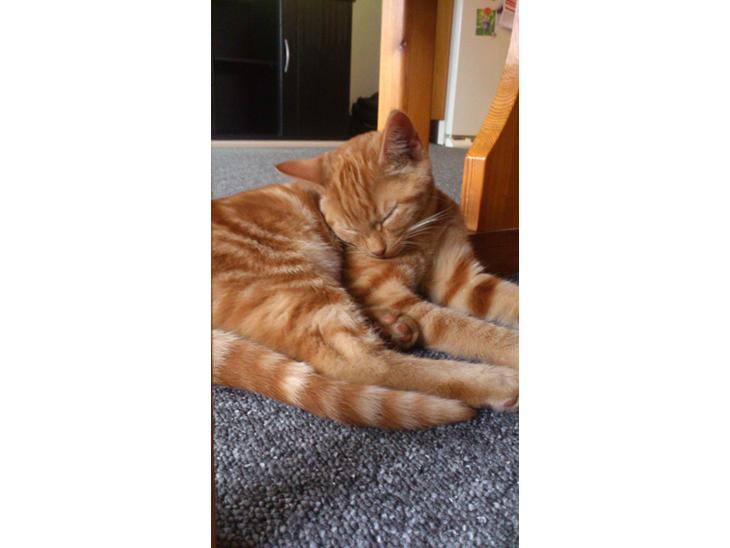Huskat Mogens billede 3