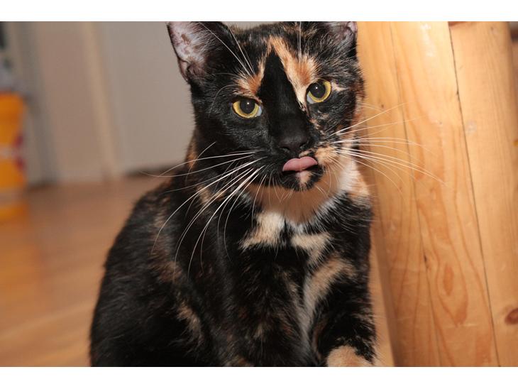 {{currentPhoto.altText}} billede {{currentPhoto.number}}