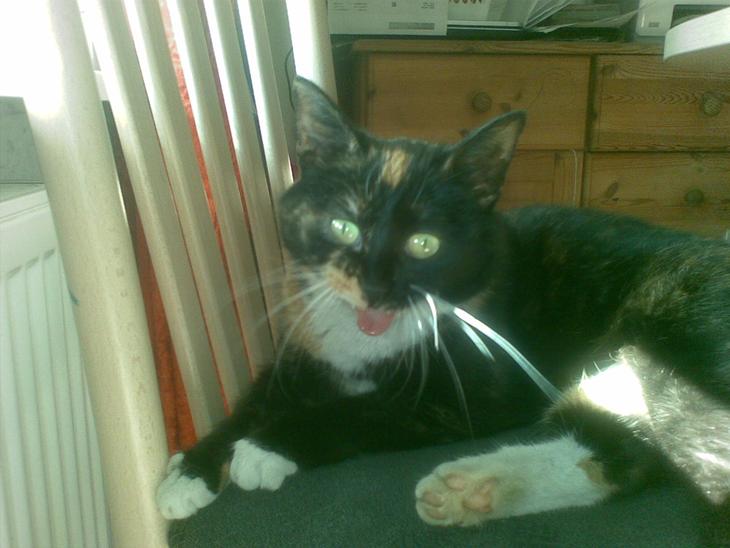 {{currentPhoto.altText}} billede {{currentPhoto.number}}