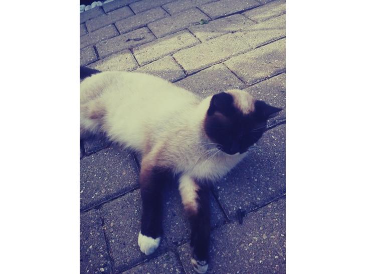 Hellig Birma Mizz-mizz R.I.P billede 1