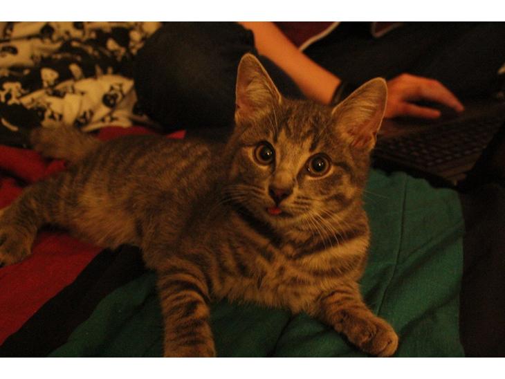 {{currentPhoto.altText}} billede {{currentPhoto.number}}